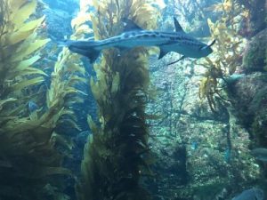 leopard shark swimming in kelp forest tank at Birch Aquarium